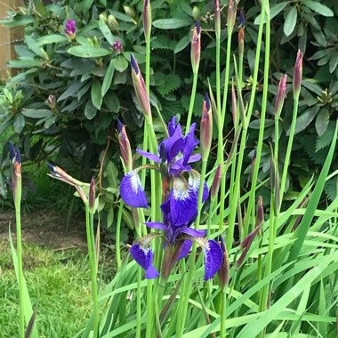 Iris sibirica