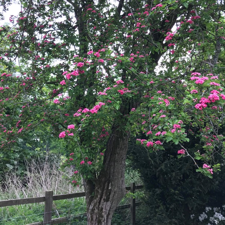 Plant image Crataegus laevigata 'Paul's Scarlet'