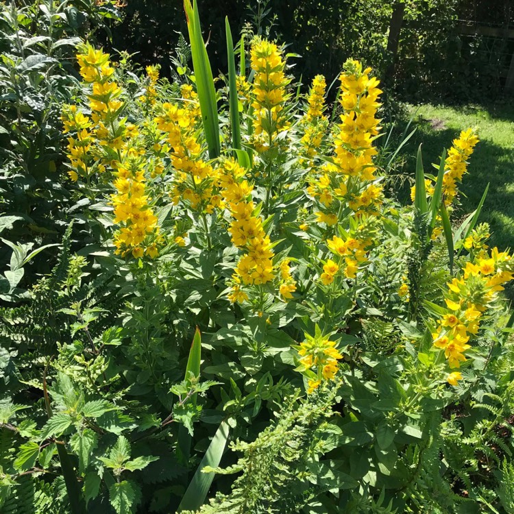 Plant image Lysimachia