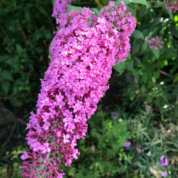 Plant image Buddleja 'Pink Delight' syn. Buddleja davidii 'Pink Delight', Buddleja x pikei 'Pink Delight'