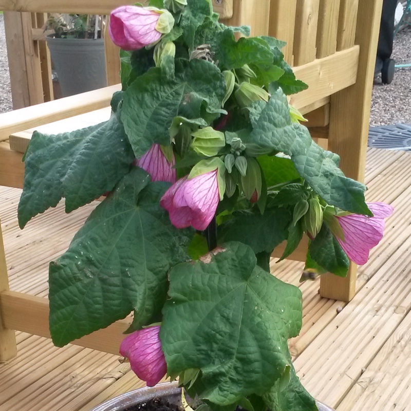 Plant image Abutilon 'Eric Lilac'