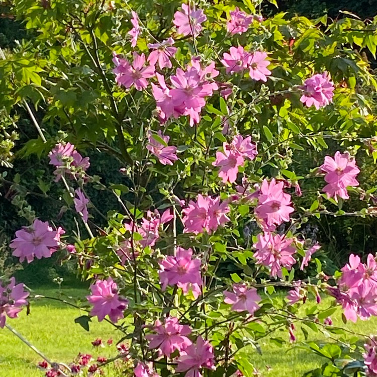 Plant image Lavatera x clementii 'Burgundy Wine'