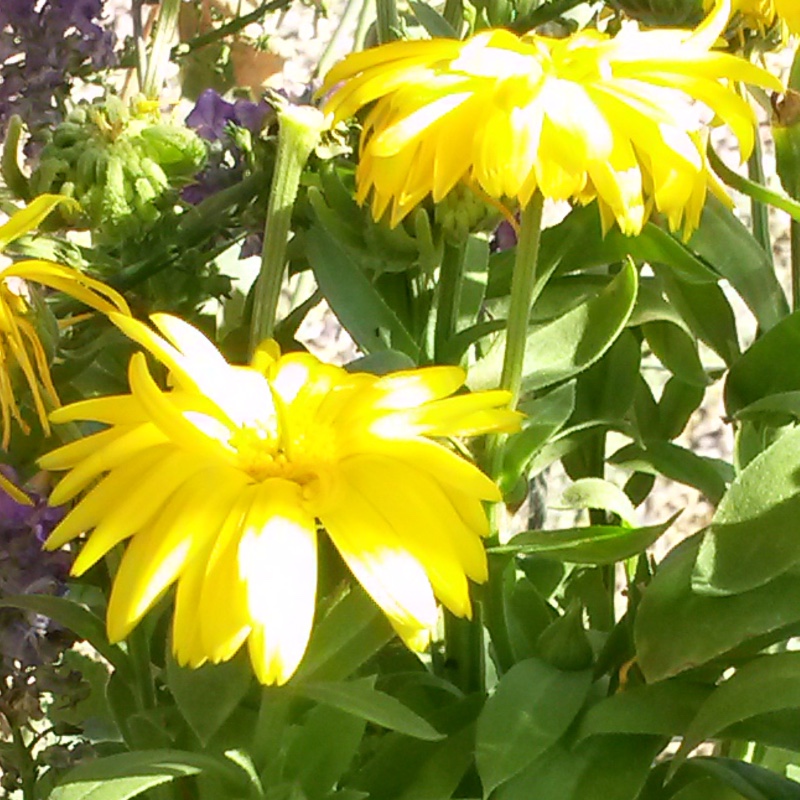 Plant image Calendula officinalis 'Costa Mix'