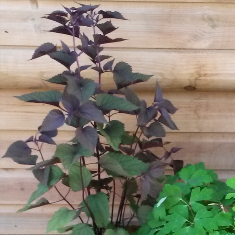 Plant image Ageratina altissima 'Chocolate' syn. Eupatorium rugosum 'Chocolate'