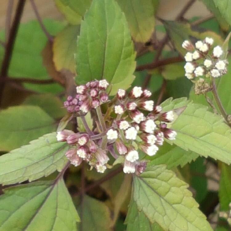 Plant image Ageratina altissima 'Chocolate' syn. Eupatorium rugosum 'Chocolate'