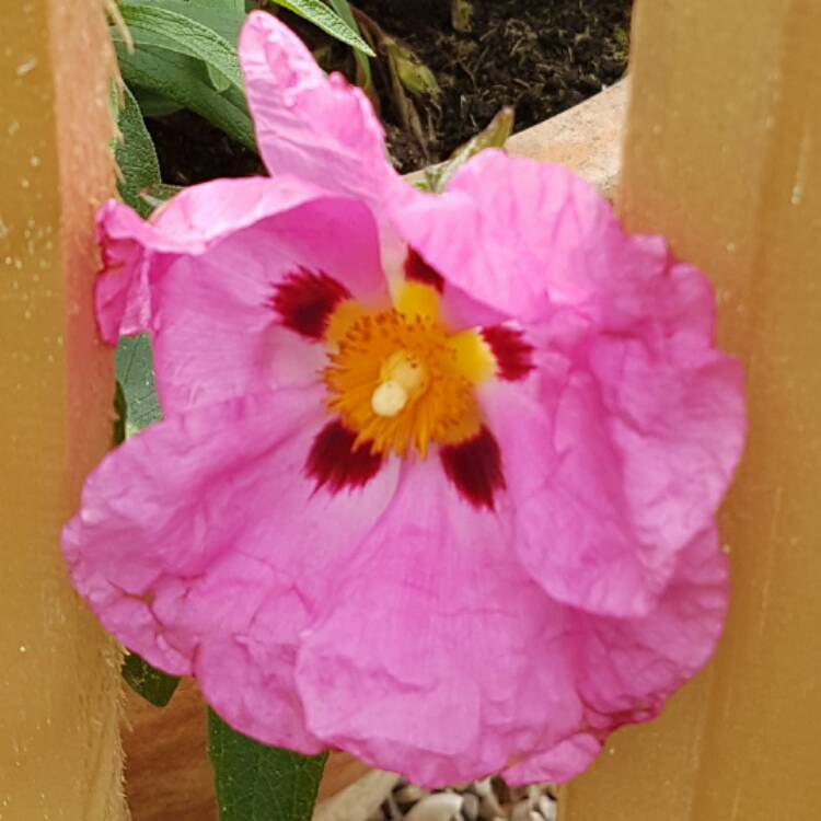 Plant image Cistus x purpureus 'Betty Taudevin'