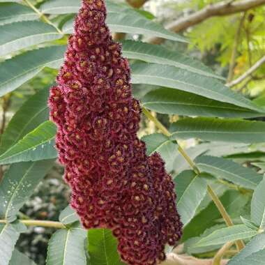 Rhus typhina 'Dissecta'