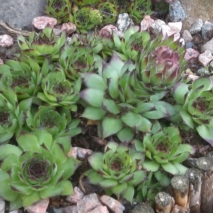 Succulent