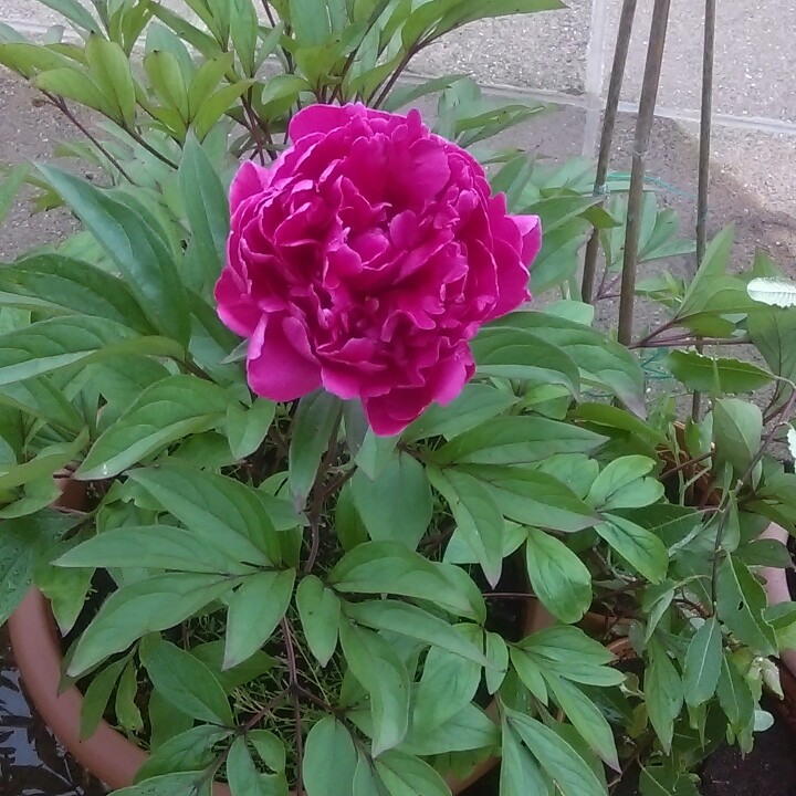 Peony 'Rubra Plena' (Herbaceous)