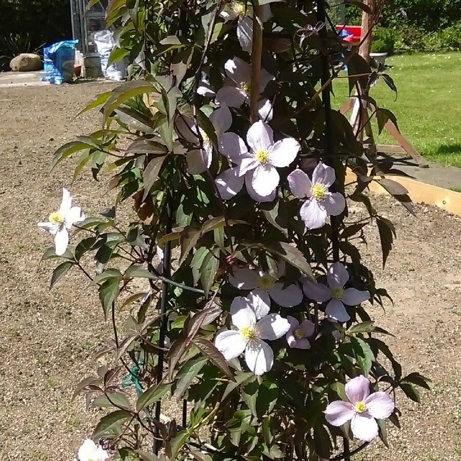 Clematis