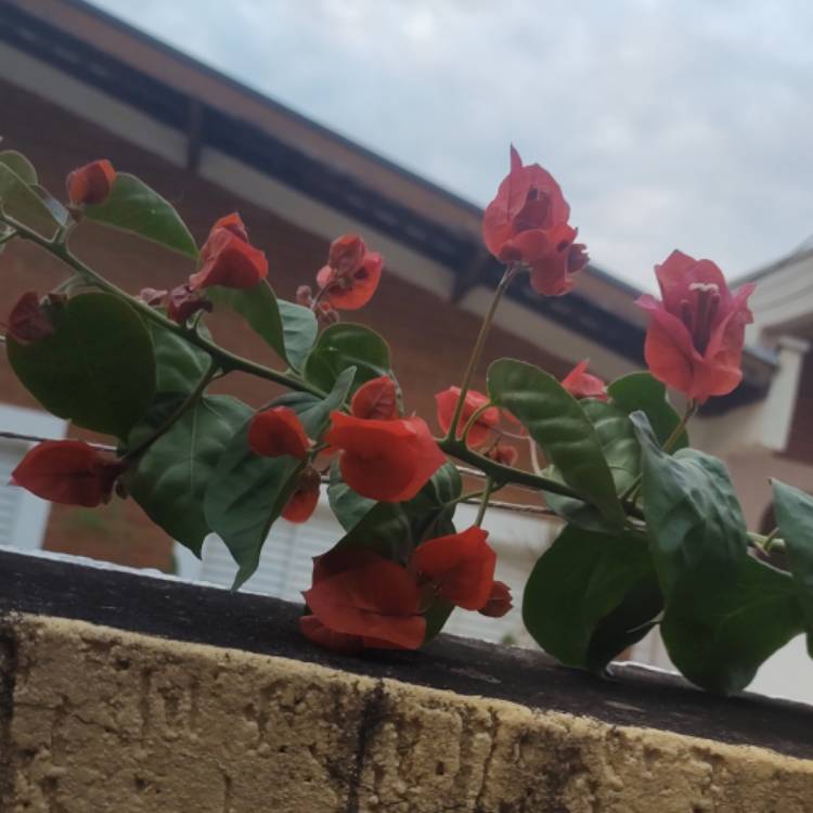 Plant image Bougainvillea Red Dragon™ 'Summer'