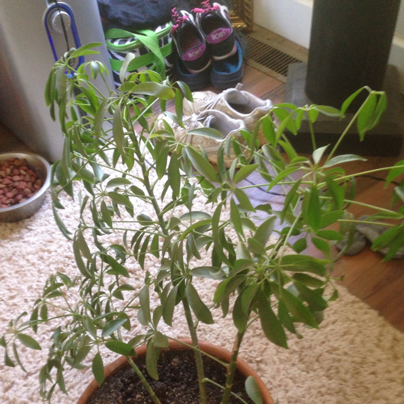 Plant image Pachypodium brevicaule