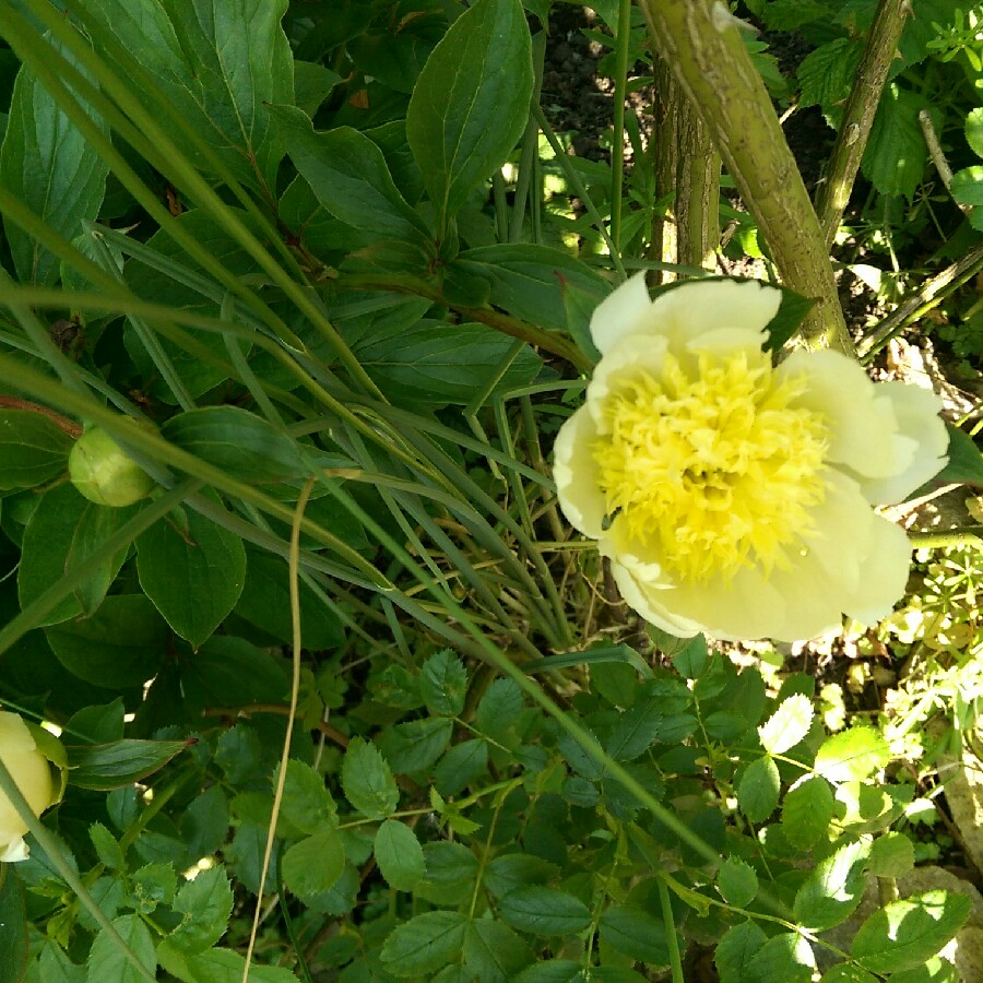 Plant image Paeonia 'Flame' syn. Paeonia lactiflora 'Flame'