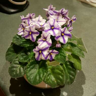 African Violet