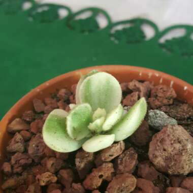 Cotyledon 'Bears Paws Variegated White'