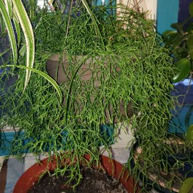 Mistletoe Cactus