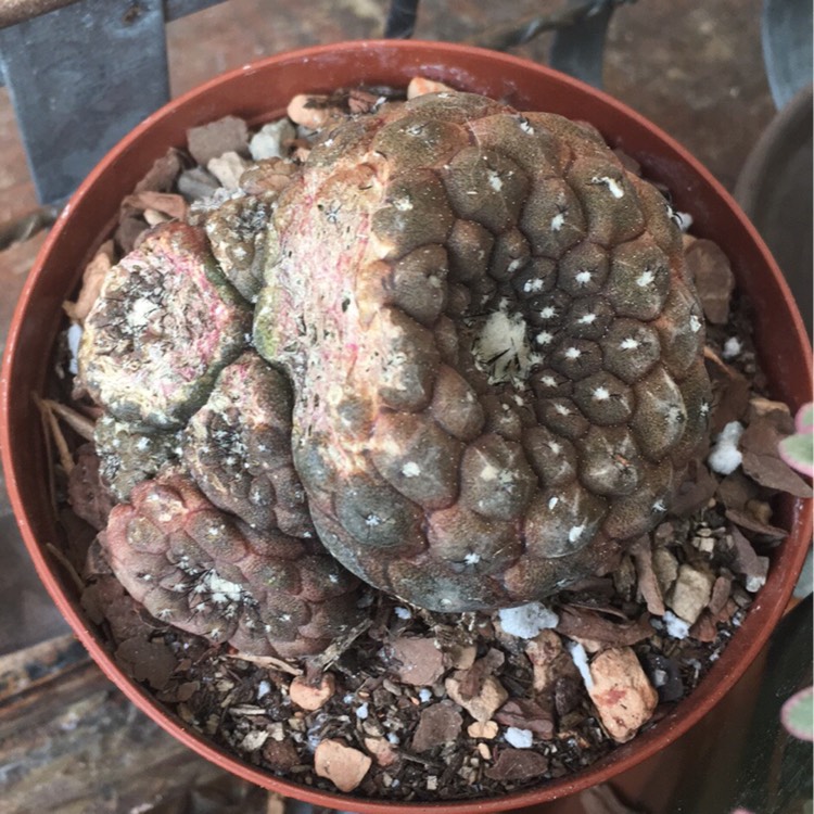 Plant image Copiapoa hypogaea