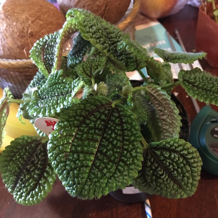 Plant image Pilea involucrata 'Moon Valley'