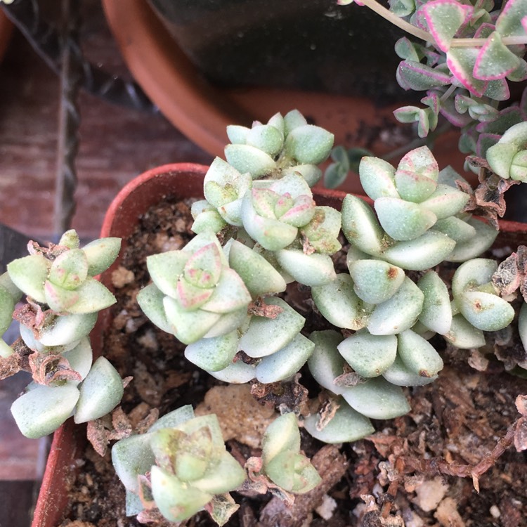 Plant image Crassula Tom Thumb Variegata