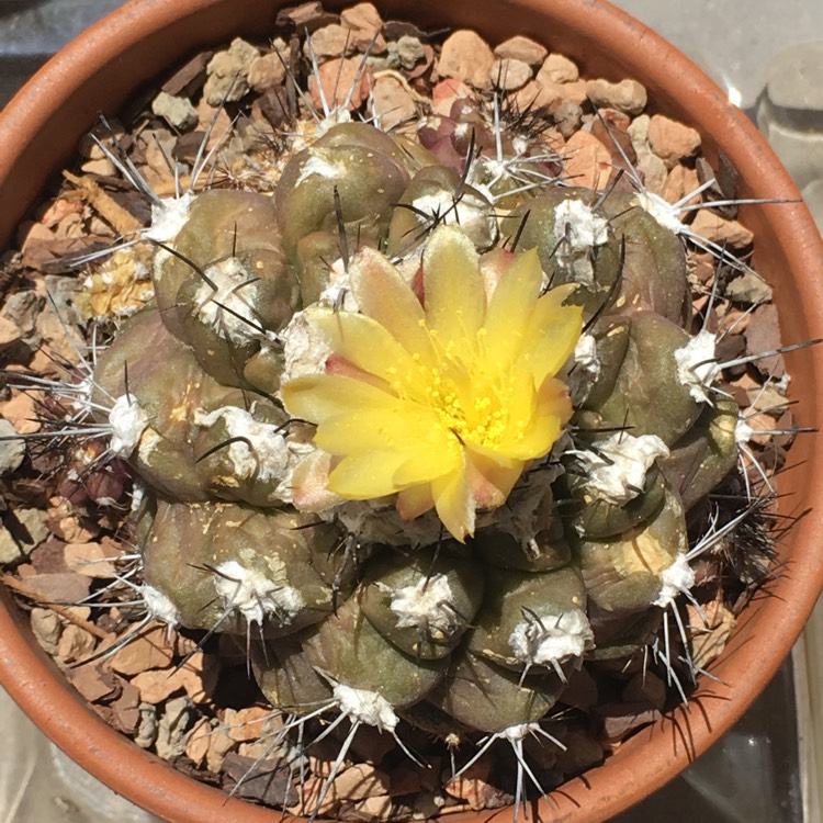 Plant image Copiapoa hypogaea