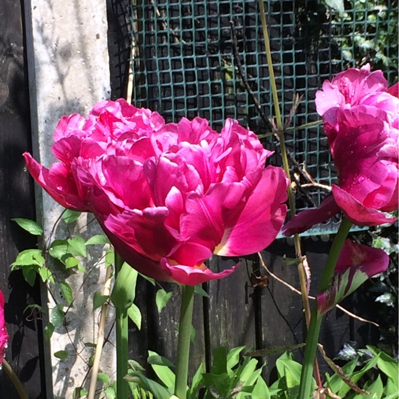 Plant image Tulipa 'Negrita'