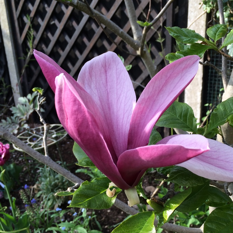 Plant image Magnolia liliiflora 'Nigra'