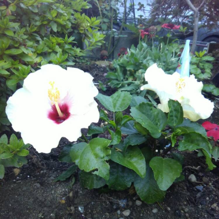 Plant image Hibiscus moscheutos 'Cherry Cheesecake'