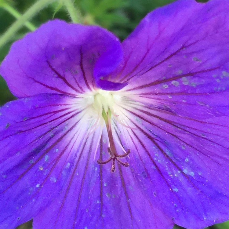 Plant image Geranium 'Orion'