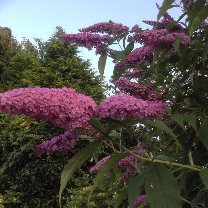 Plant image Buddleja davidii 'Monum' syn. Buddleja davidii 'Nanho Purple'