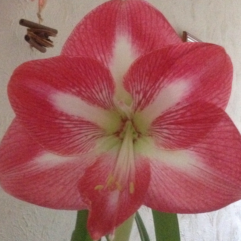 Plant image Hippeastrum 'Candy Floss'