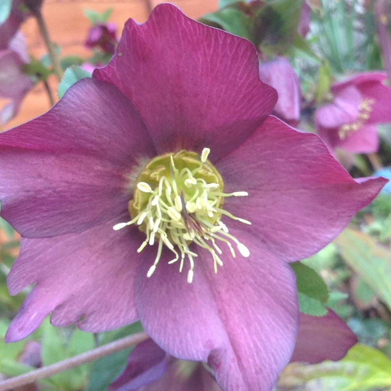 Plant image Helleborus x hybridus 'Queen Of The Night' (Queen Series)