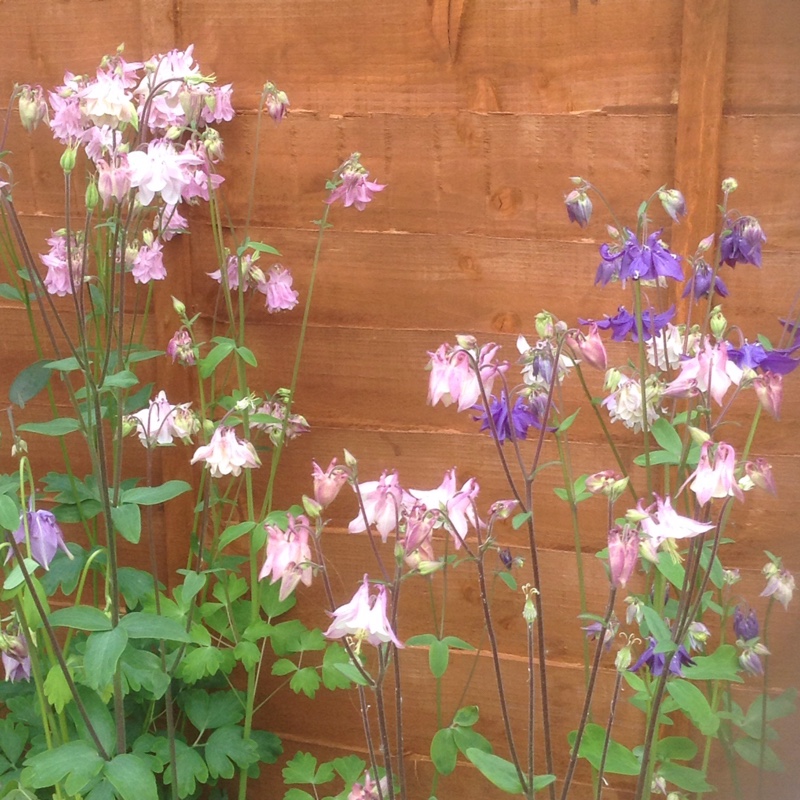 Plant image Aquilegia 'Ballerina'