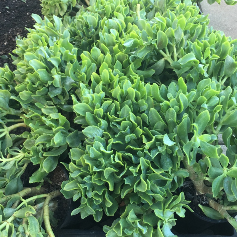 Plant image Crassula undulatifolia 'Max Cook'