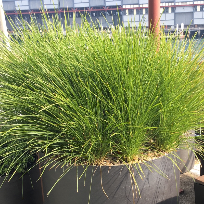 Lomandra longifolia 'Tanika'™