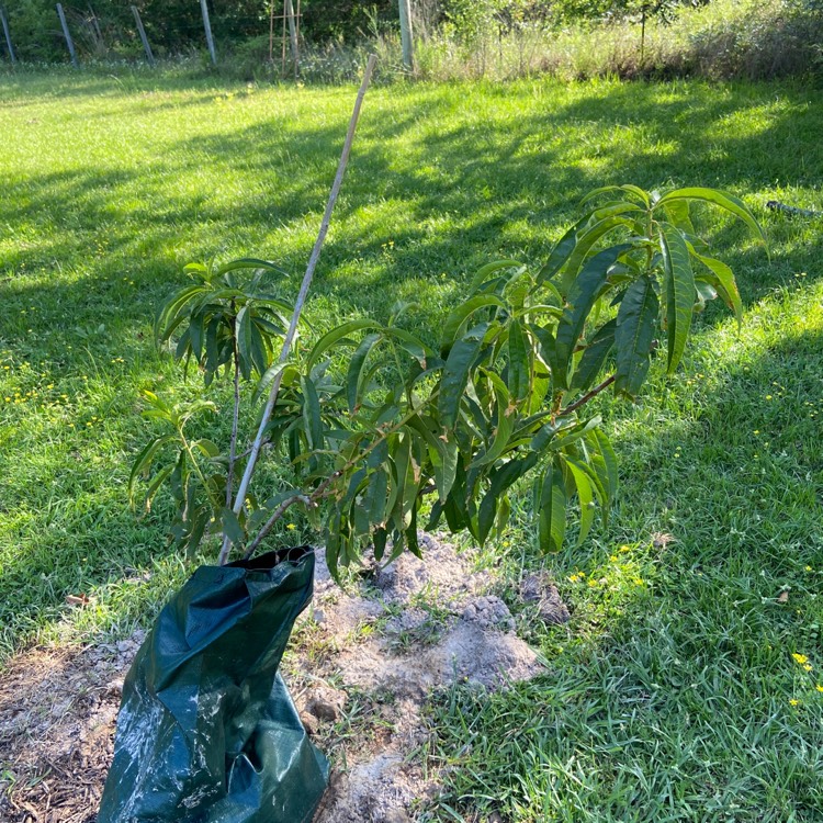 Plant image Prunus persica 'Redskin'