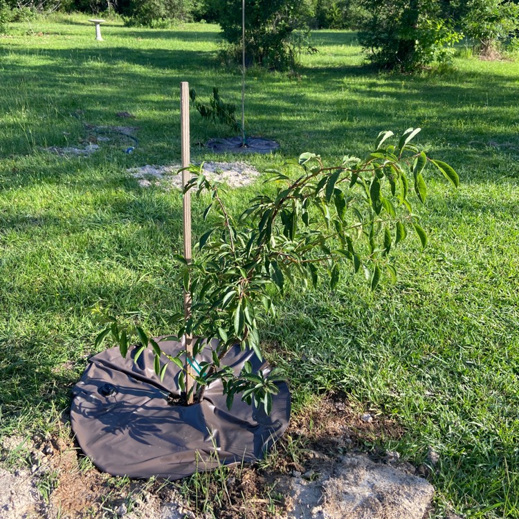 Plant image Prunus persica var. nectarina