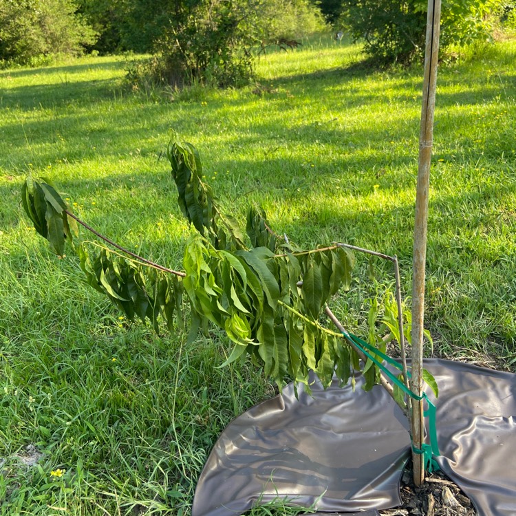 Plant image Prunus persica 'Redskin'