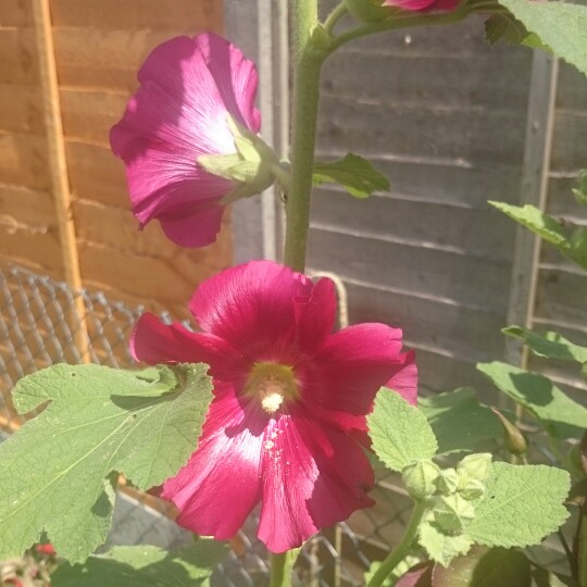 Hollyhock