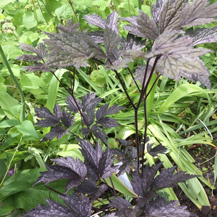 Plant image Actaea simplex 'Black Negligee' syn. Cimicifuga simplex 'Black Negligee'