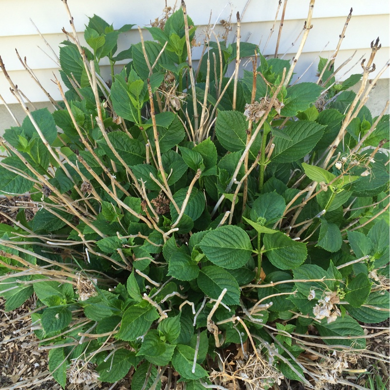 Plant image Hydrangea macrophylla 'Mariesii Lilacina'