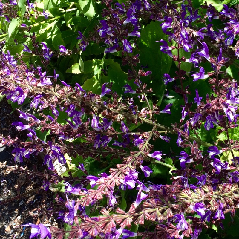 Plant image Salvia x sylvestris 'Rose Queen'