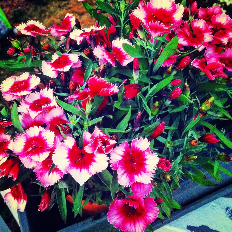 Plant image Dianthus chinensis 'Super Parfait Red Peppermint'