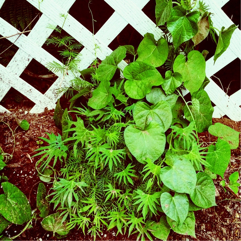 Plant image Ipomoea quamoclit  syn. Quamoclit pennata