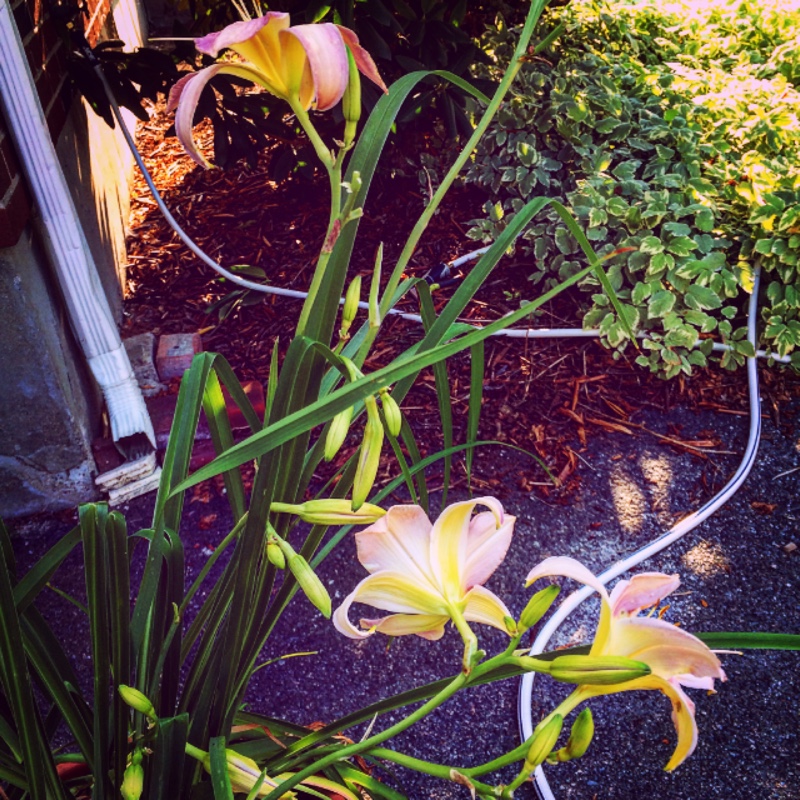 Plant image Hemerocallis 'Catherine Woodbery'