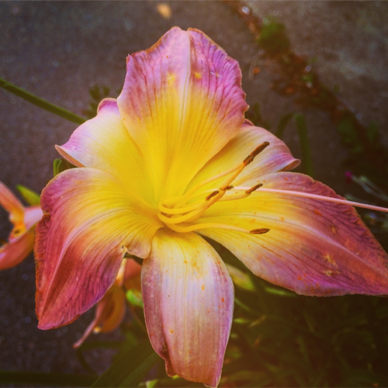 Plant image Hemerocallis 'Catherine Woodbery'