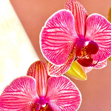 Moth Orchid