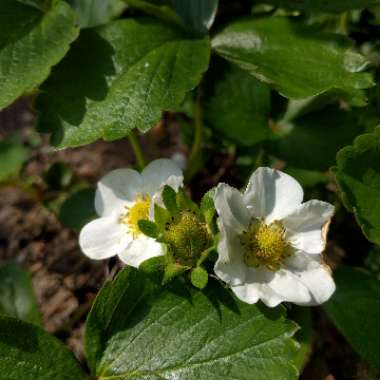 Strawberry 'Elsanta'