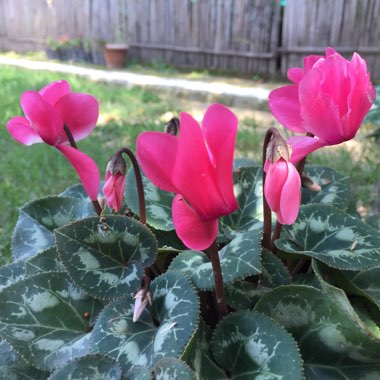 Cyclamen (Hardy)