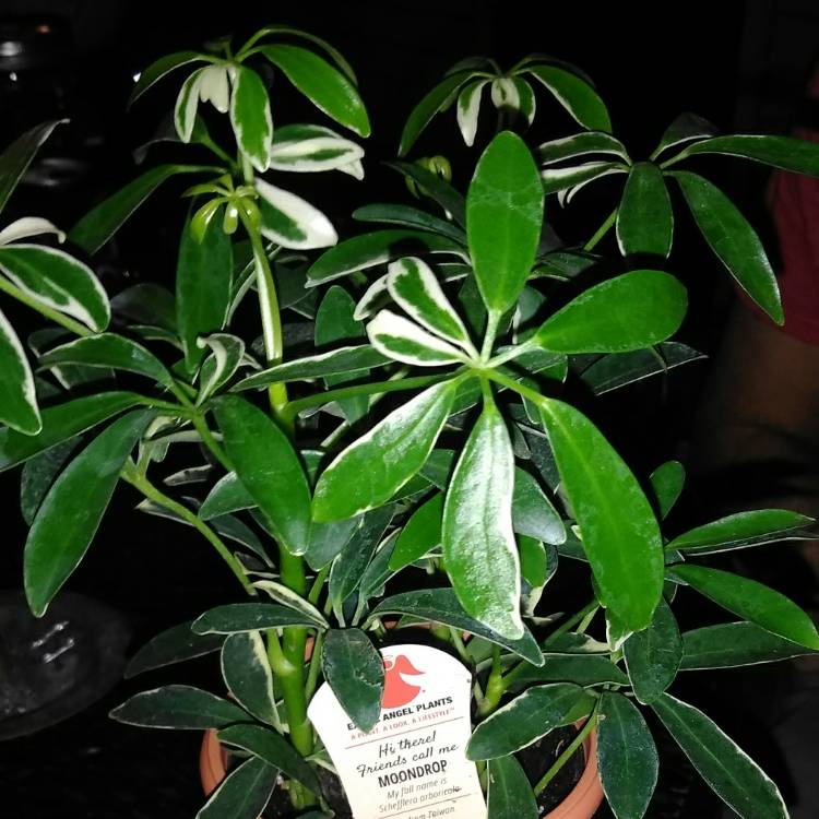 Plant image Schefflera arboricola 'Moondrop'