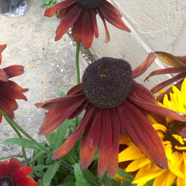 Coneflower 'Summerina Brown' (Summerina Series)